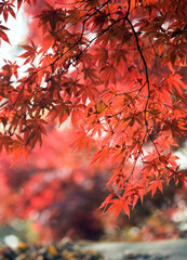 branch with maple leaves