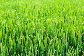 Green rice fields