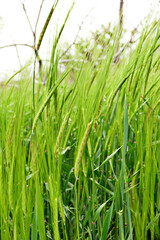 barley grain in field