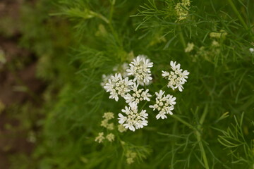 Coriander plant in full bloom with tiny white flowers
