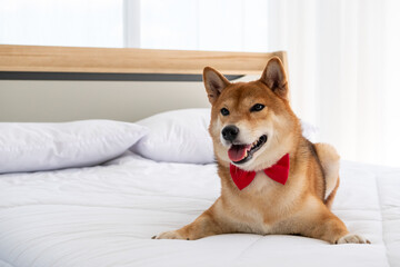Cute shiba inu dog lying on a bed at home