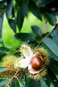 “Chestnut Bur” Images – Browse 232 Stock Photos, Vectors, and Video