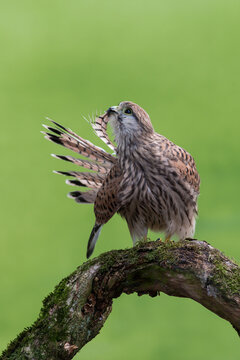 Common kestrel