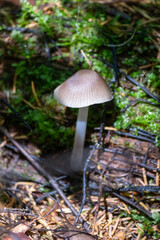 Toadstool mushroom in in moss on a fallen tree. Mushrooms close-up. nature background. forest.