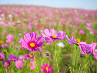 Cosmos flower fields