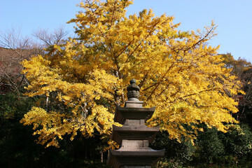 gingko and stone tower