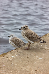 Chicks of seagulls on a pier near the water. Bird and sea close-up. Plumage. Wild birds background.