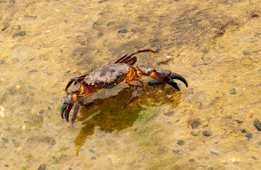 Red stone crab on a yellow wet stone, overgrown with algae in a combat pose.