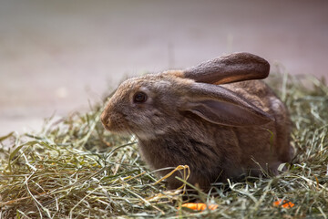 Cute gray rabbit sitting in the hay.