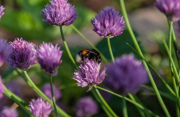 Fototapeta premium Shaggy bumblebee lit by the sun, on a pinkish - violet onion flower. Contrasting and non-contrasting pinkish-violet onion flowers on a green background.
