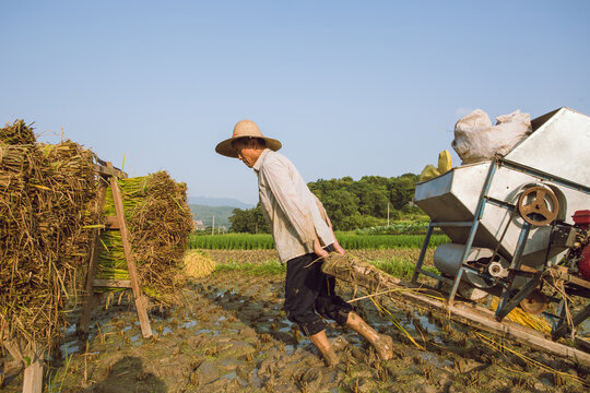 Farmers are harvesting rice