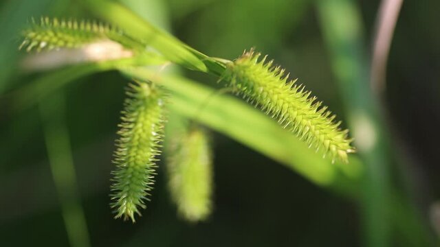 Summer forbs of central Russia