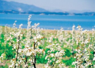 japanese apricot flower