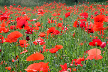 Obraz premium red poppy field
