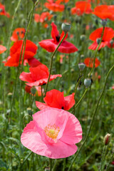 red poppy field