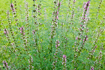purple wildflowers in the field