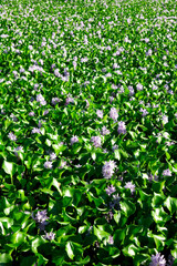 water hyacinth flowers