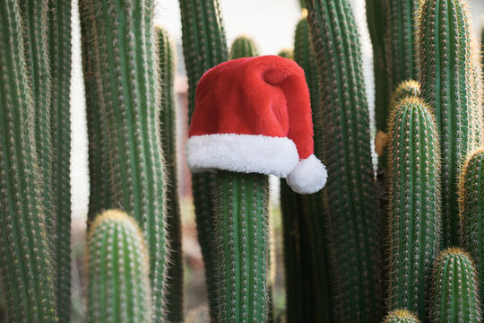 A cactus wearing a red fuzzy Santa hat.