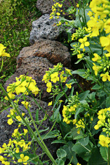rape flower field