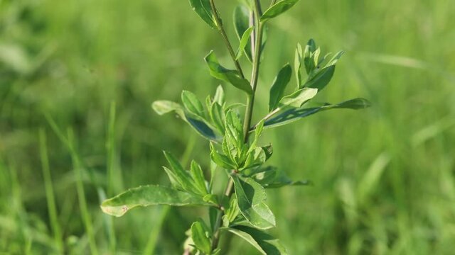 Summer forbs of central Russia