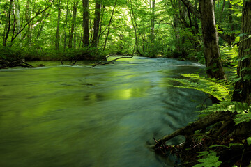 stream in the forest