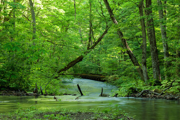 river in the forest