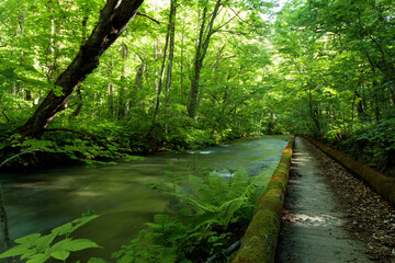path in the forest