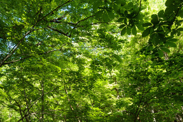 green leaves in the forest