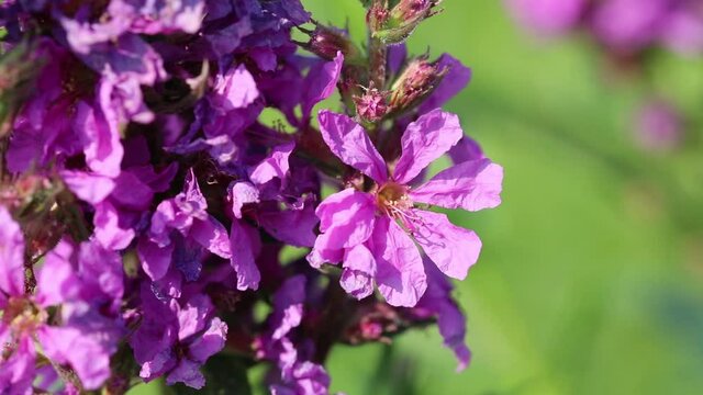 Swirl lythrum flower close up
