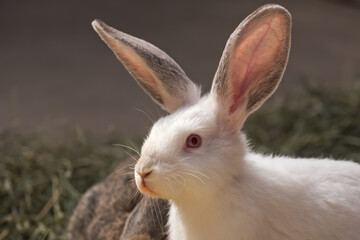 Portrait of a white rabbit. White rabbit bunny close-up.