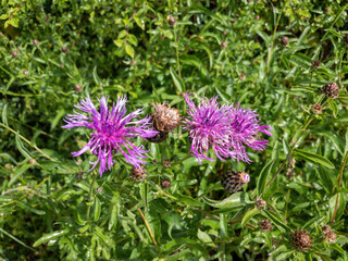 Flockenblume