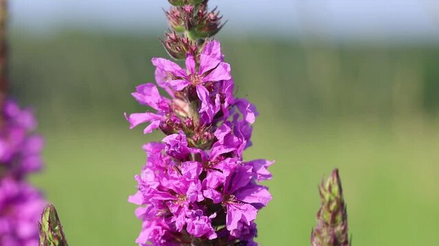 Swirl lythrum flower close up