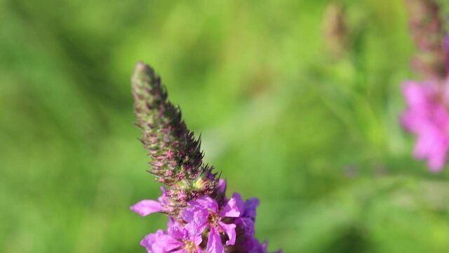 Swirl lythrum flower close up