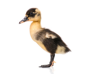 Cute little black newborn duckling isolated on white background. Newly hatched duckling on a chicken farm.