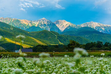 満開のそばの花畑と白馬三山