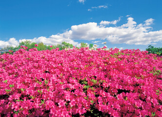 pink rhododendrons blossom