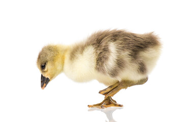 Cute little newborn fluffy gosling. One young goose isolated on a white background. Nice geese big bird.