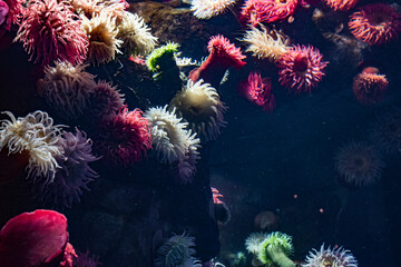 anemones in aquarium