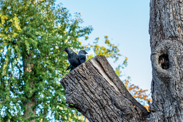 Two jack daw birds sitting on a large tree trunk