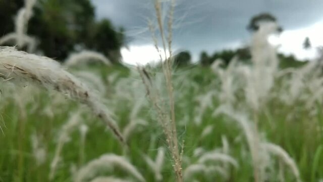 thatch grass flowers in a field
