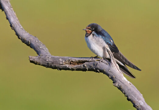 Barn swallow