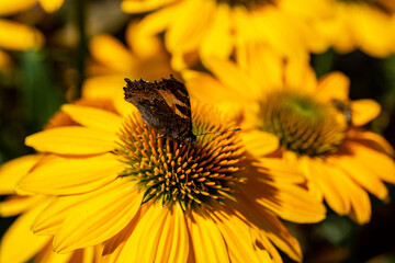 Rudbekia Yellow Daisy flowers in ornamental garden