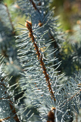 blue firs
in the city park in autumn