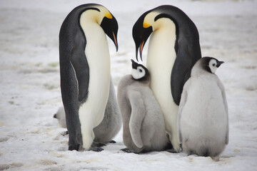 Antarctica feeding emperor penguin chick close up on a cloudy winter day