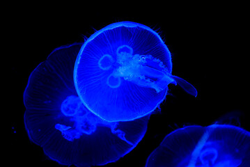 jelly fish in aquarium