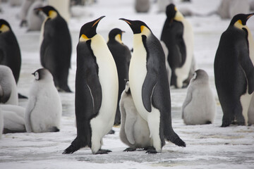 Obraz premium Antarctica emperor penguin chicks with parents close up on a cloudy winter day