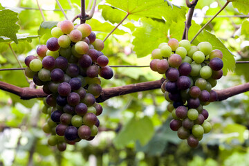 grapes in forest