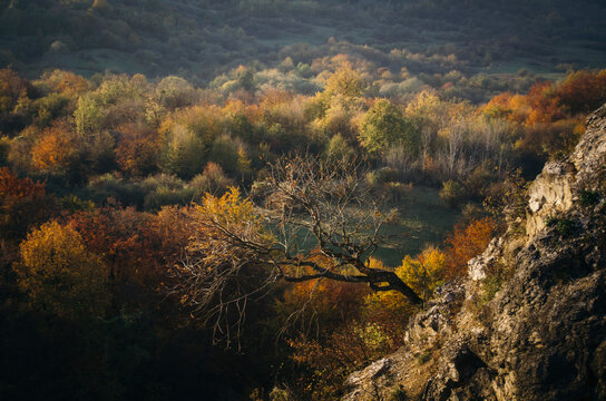 Tree on cliff in autumn
