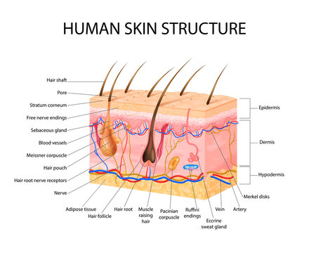 Skin Sensory Receptors Concept