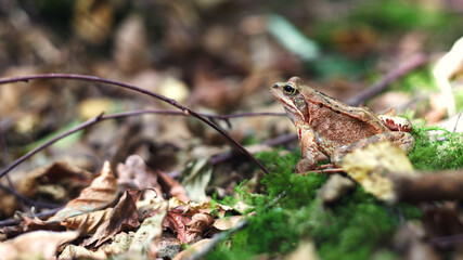 A european brown common frog sits on the leaves and looks into the distance.